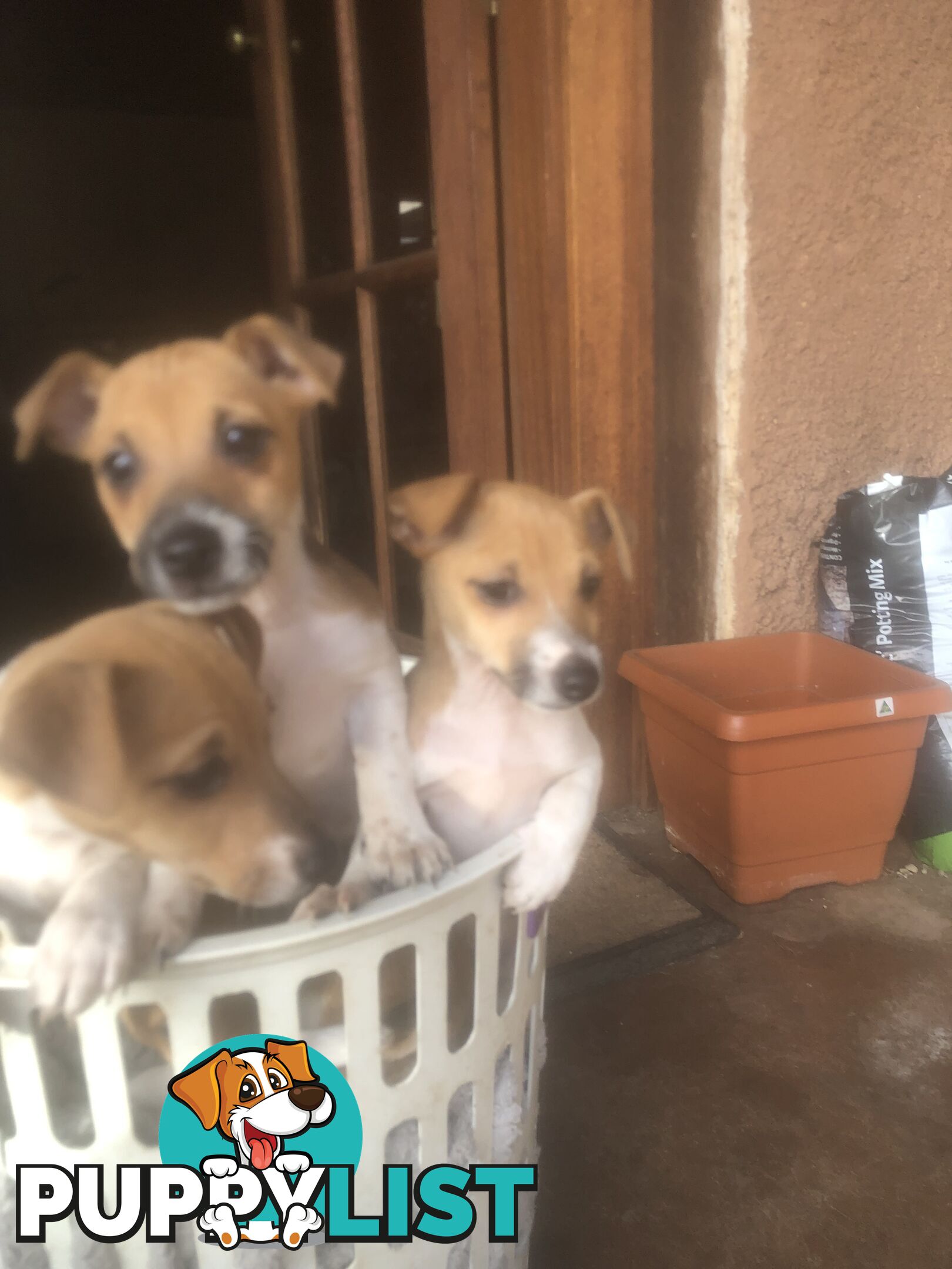 Jack Russell puppies