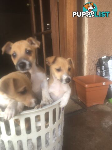 Jack Russell puppies