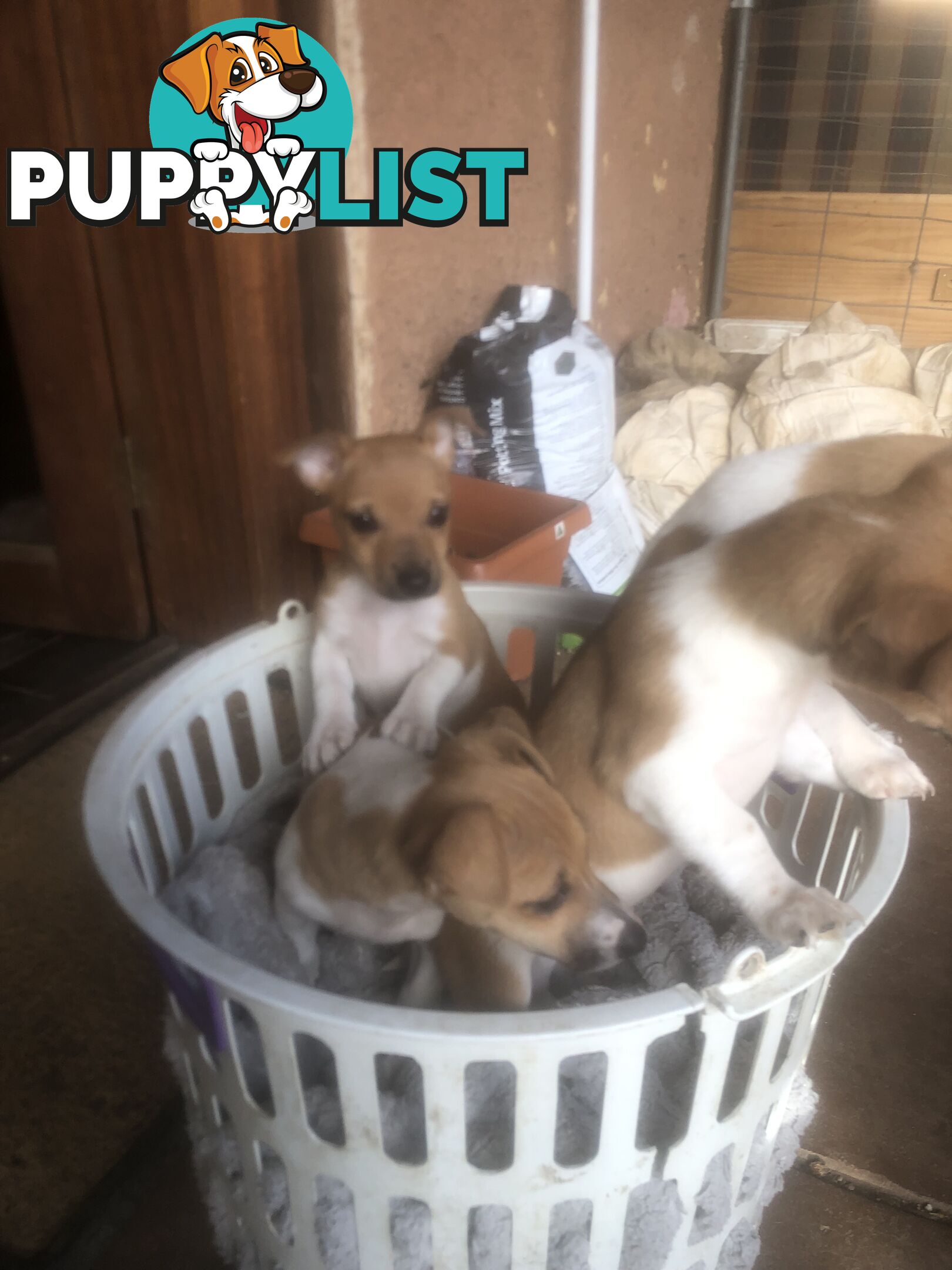 Jack Russell puppies