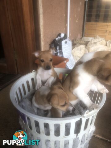 Jack Russell puppies