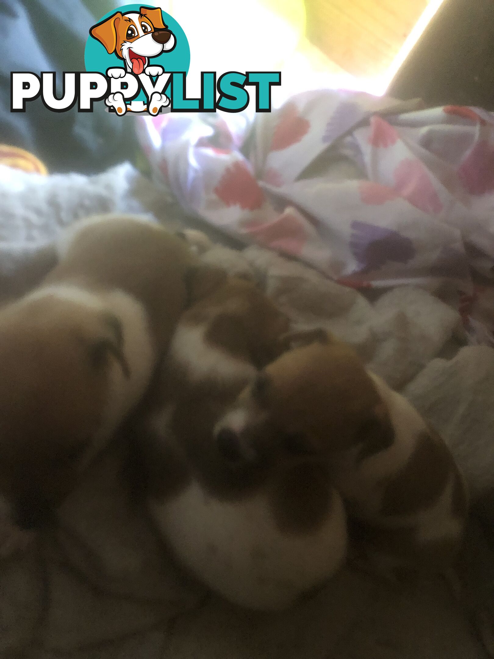 Jack Russell puppies