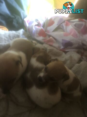 Jack Russell puppies