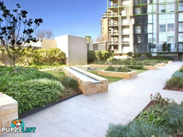 45 Bowman Street PYRMONT NSW 2009