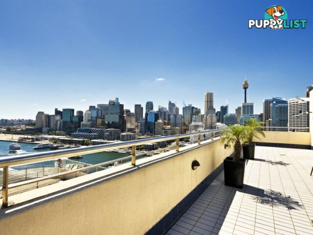 Level 2/50 Murray Street PYRMONT NSW 2009