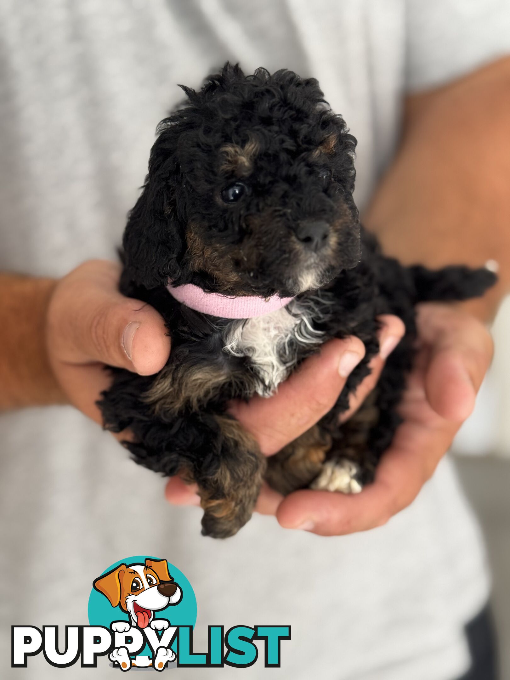 TOY POODLE PUPPIES