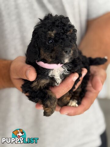 TOY POODLE PUPPIES