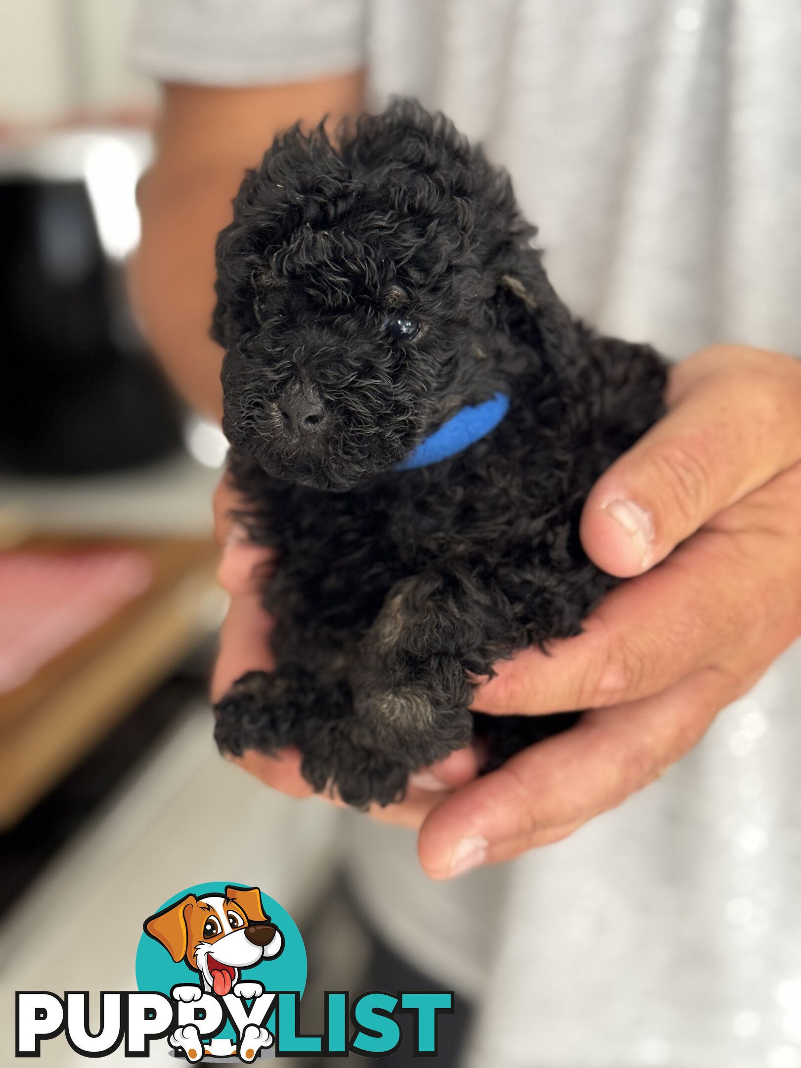 TOY POODLE PUPPIES