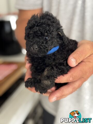 TOY POODLE PUPPIES