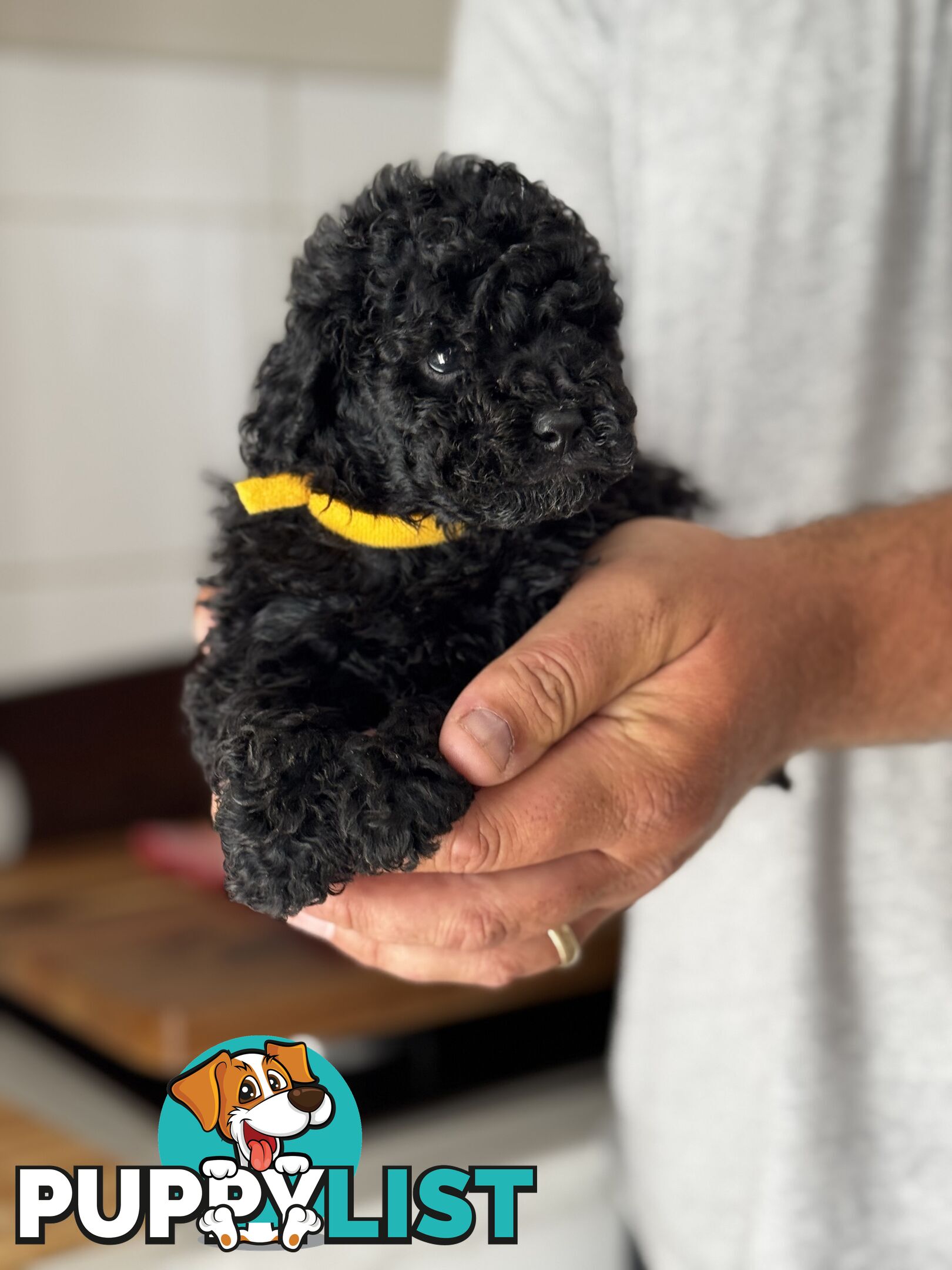 TOY POODLE PUPPIES