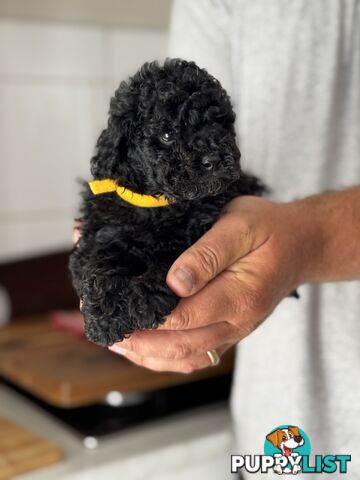 TOY POODLE PUPPIES