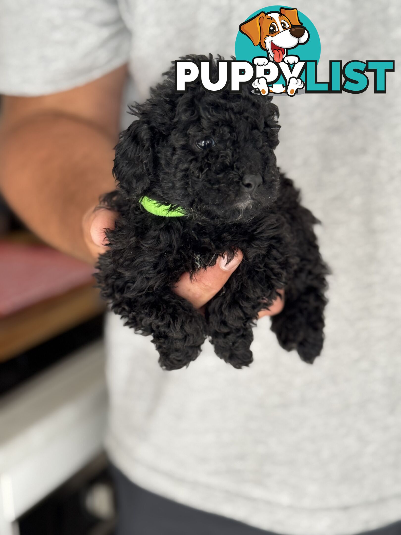 TOY POODLE PUPPIES