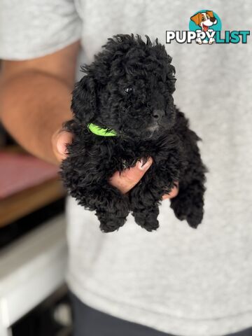 TOY POODLE PUPPIES