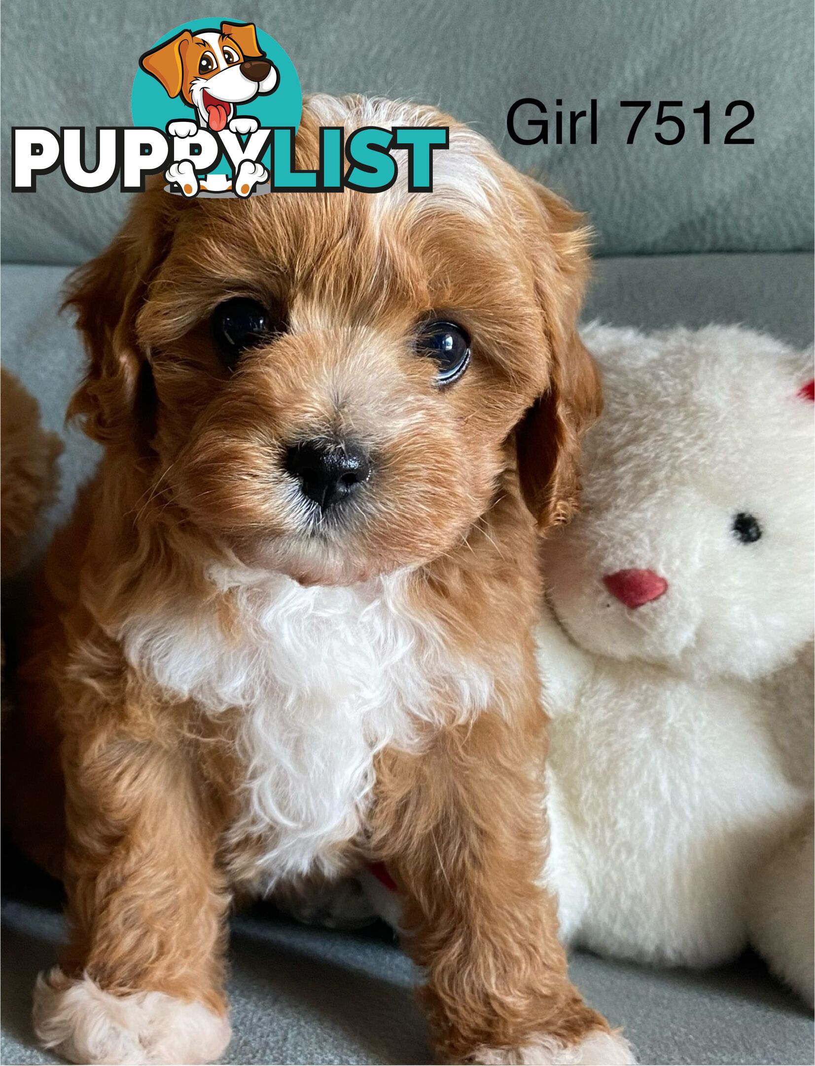 Cavoodle puppies