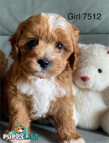 Cavoodle puppies