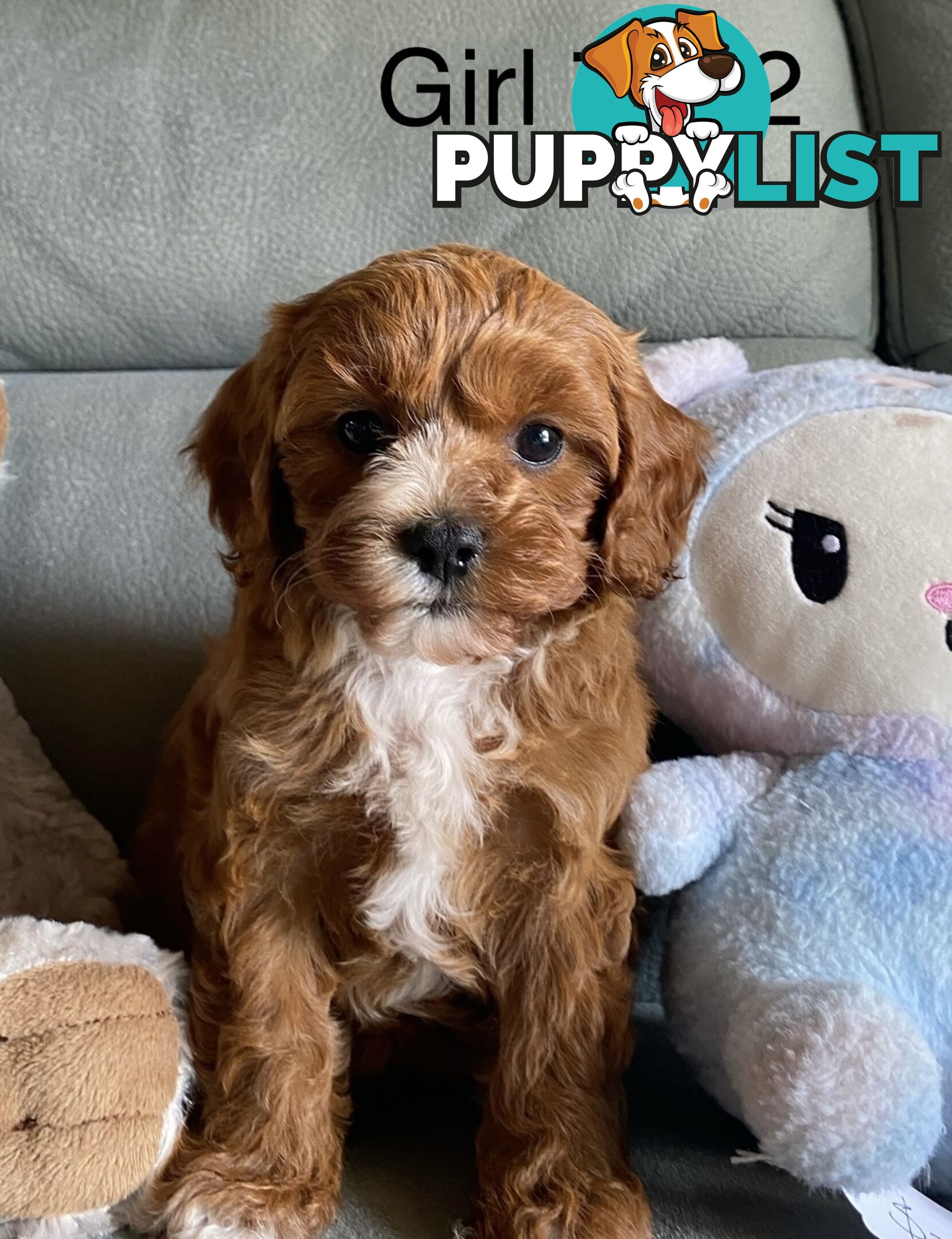 Cavoodle puppies