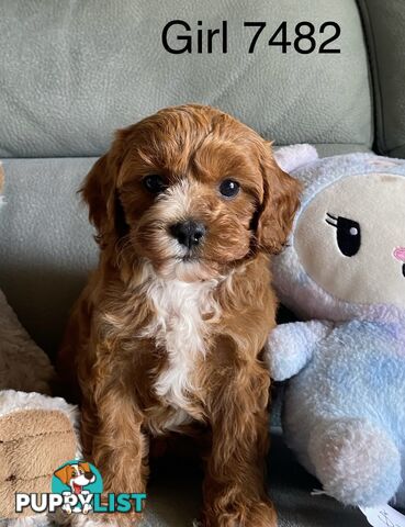 Cavoodle puppies