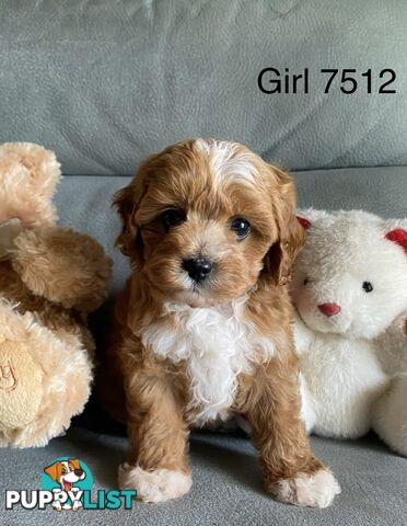 Cavoodle puppies