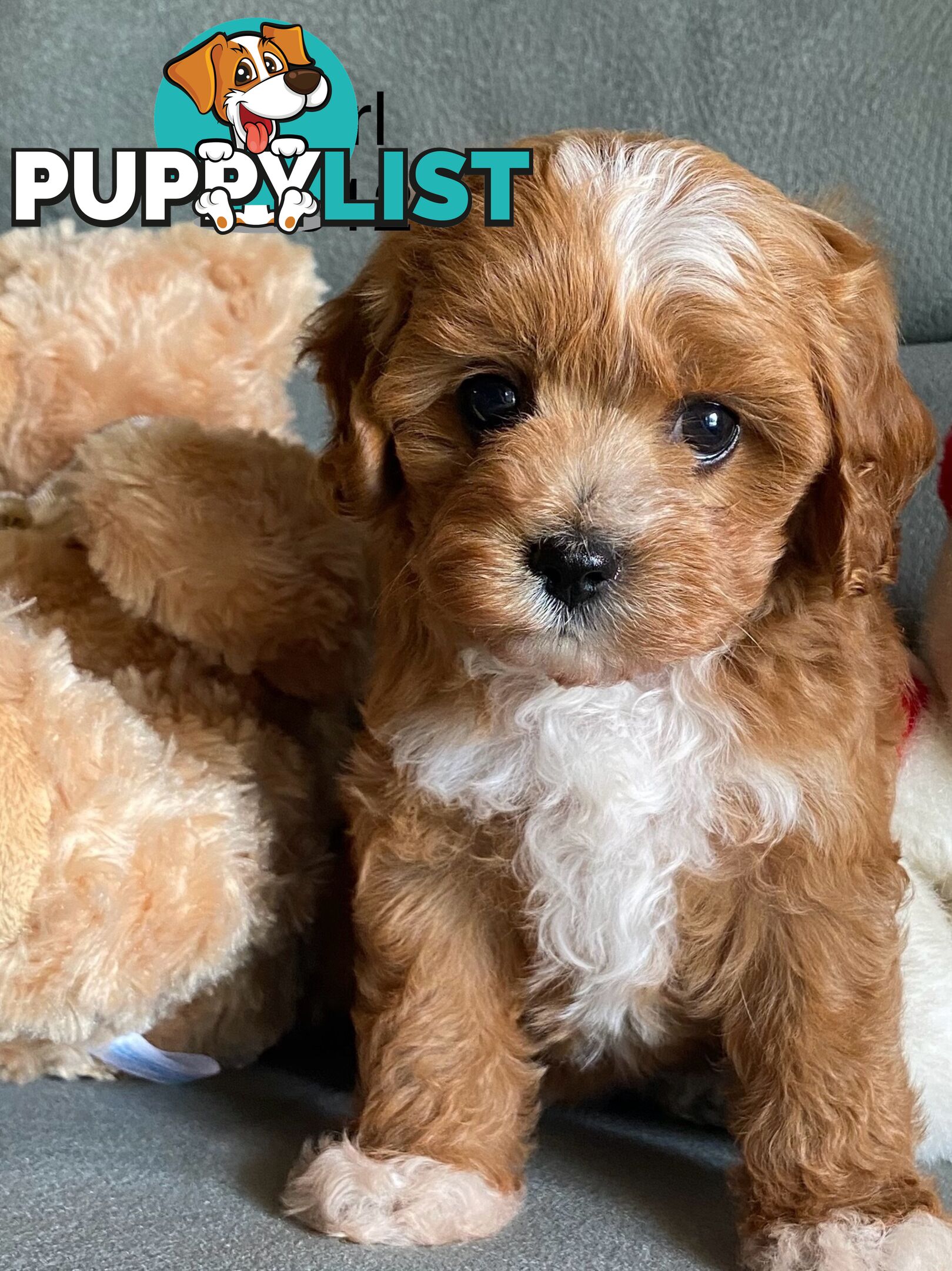 Cavoodle puppies