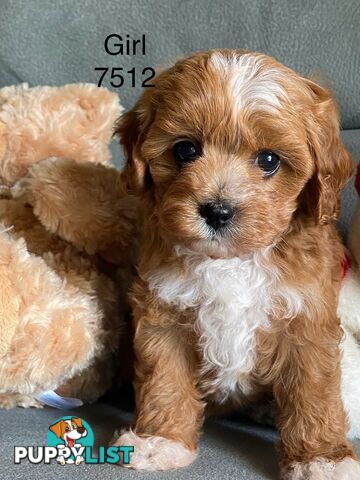 Cavoodle puppies