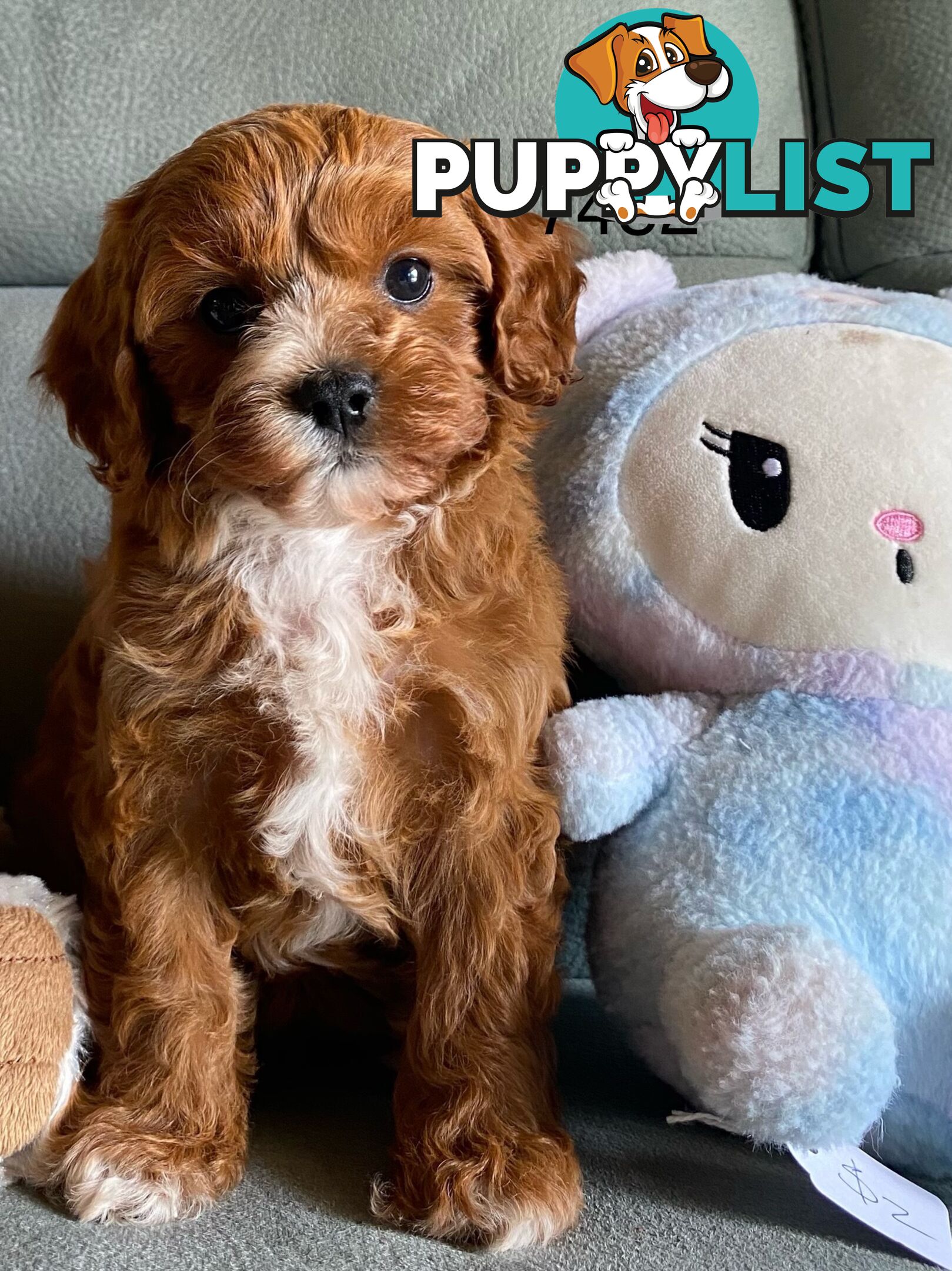 Cavoodle puppies