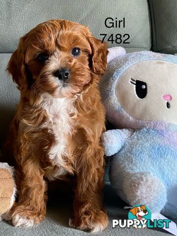 Cavoodle puppies