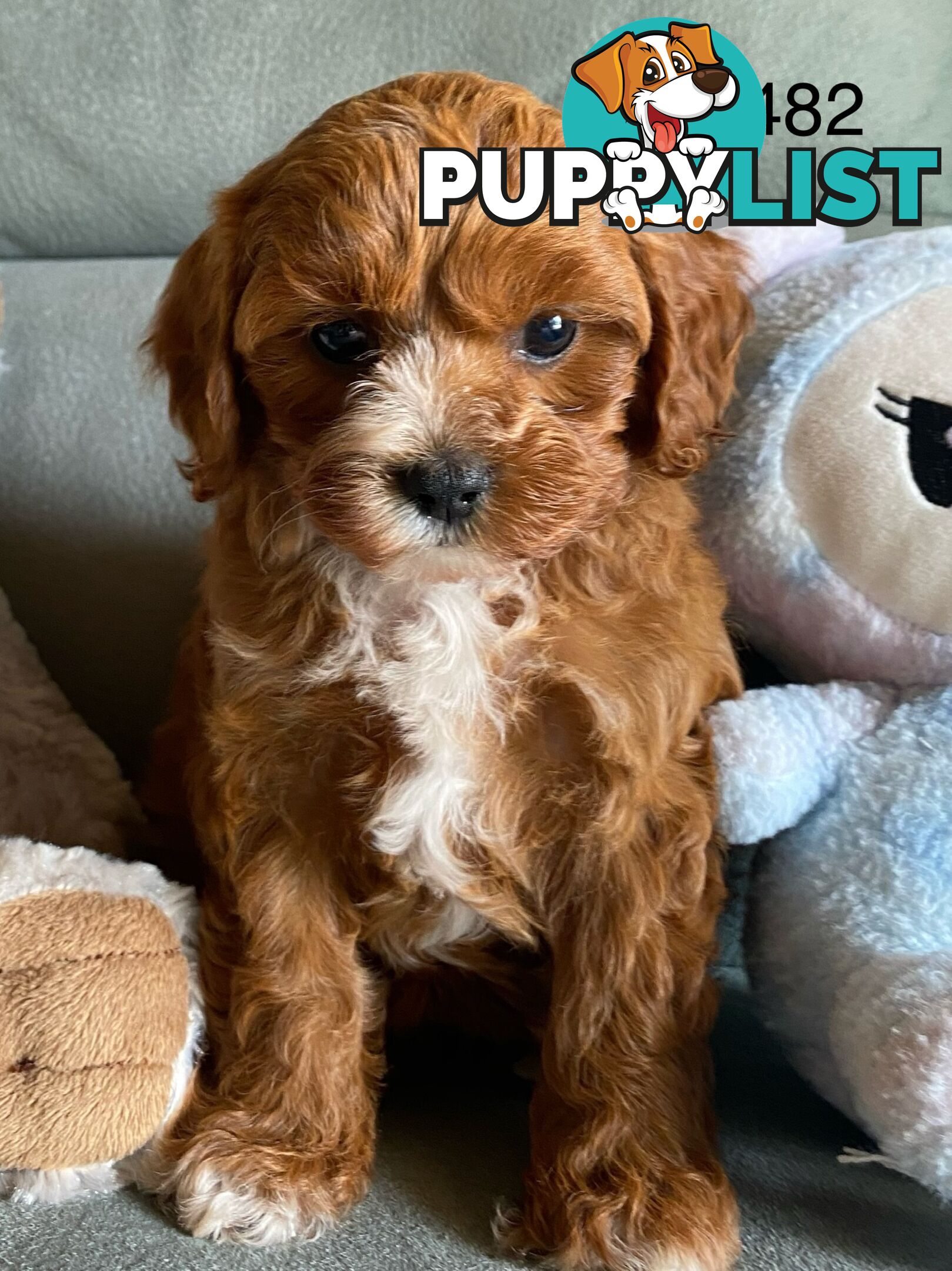 Cavoodle puppies