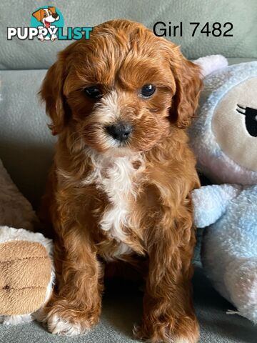 Cavoodle puppies