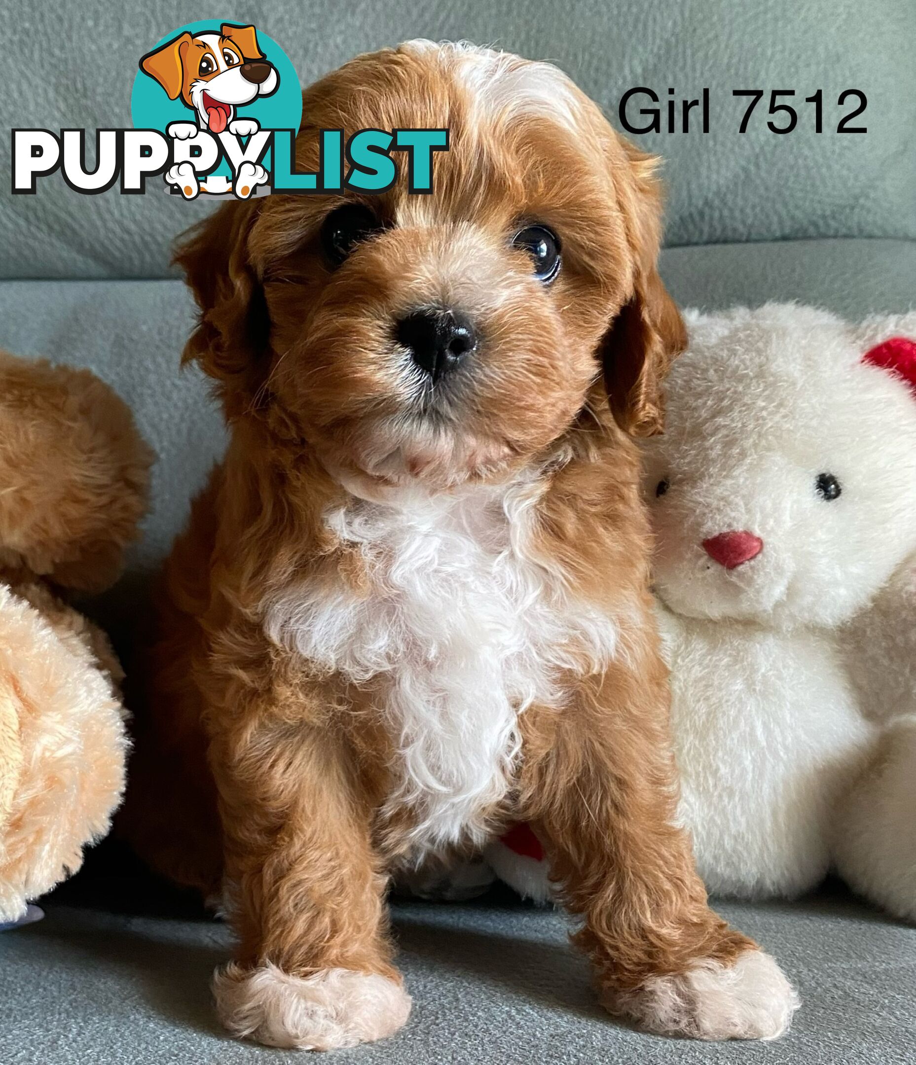 Cavoodle puppies