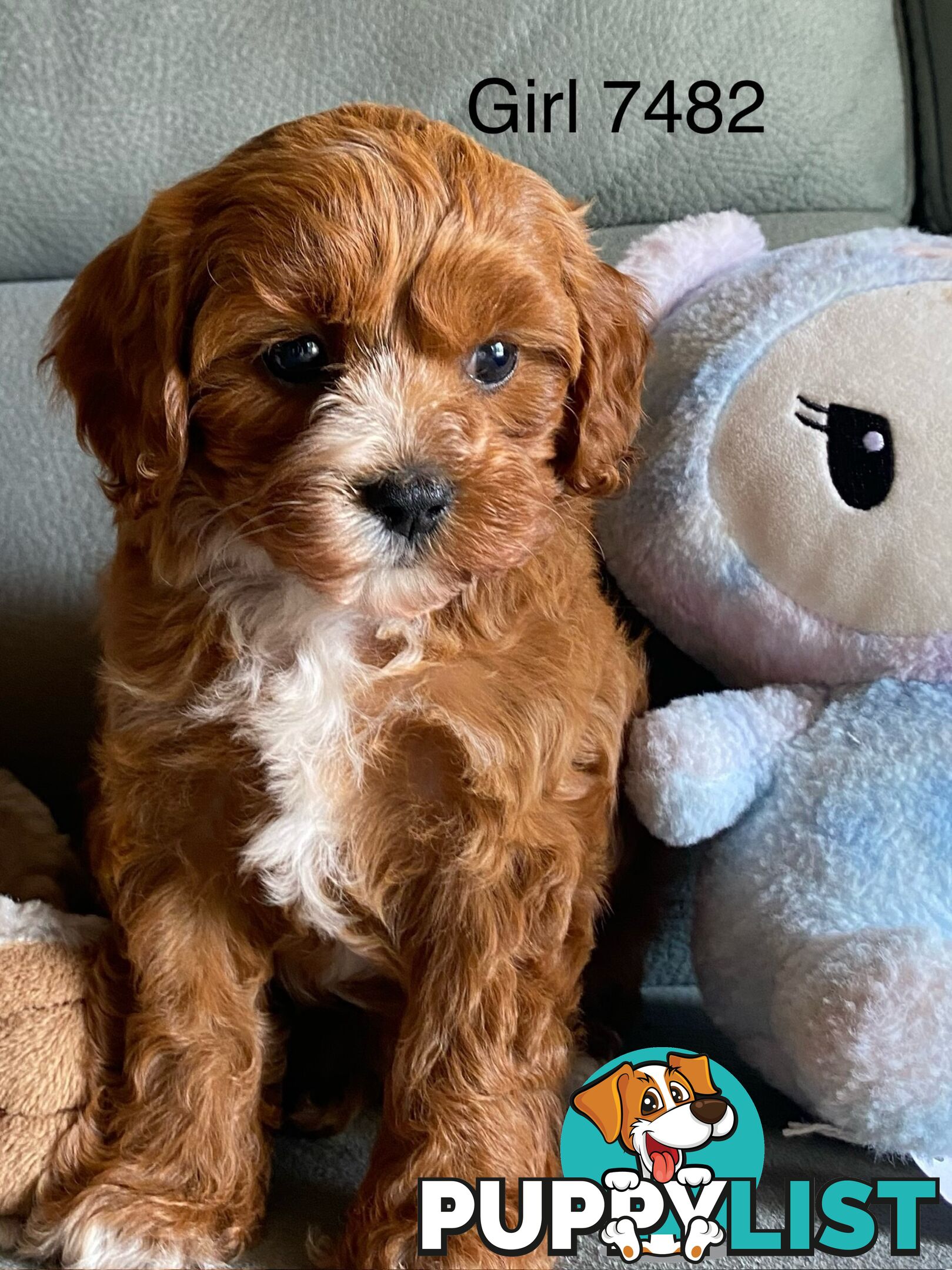 Cavoodle puppies