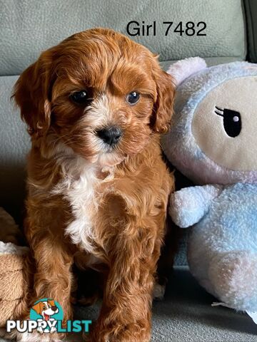 Cavoodle puppies