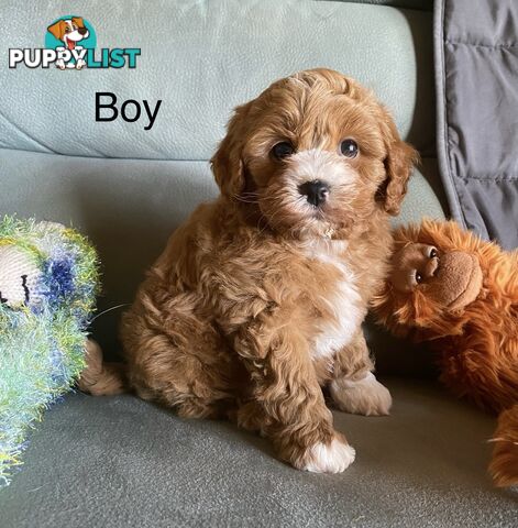 Cavoodle puppies