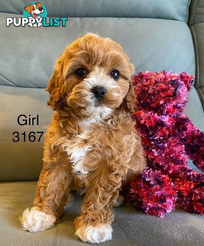 Cavoodle puppies