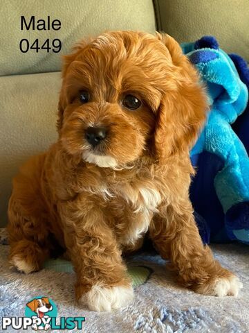 Cavoodle Puppies