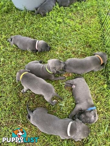 Pure Breed Blue Staffy