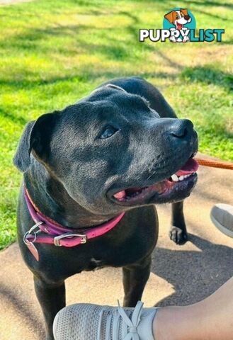 Pure Breed Blue Staffy