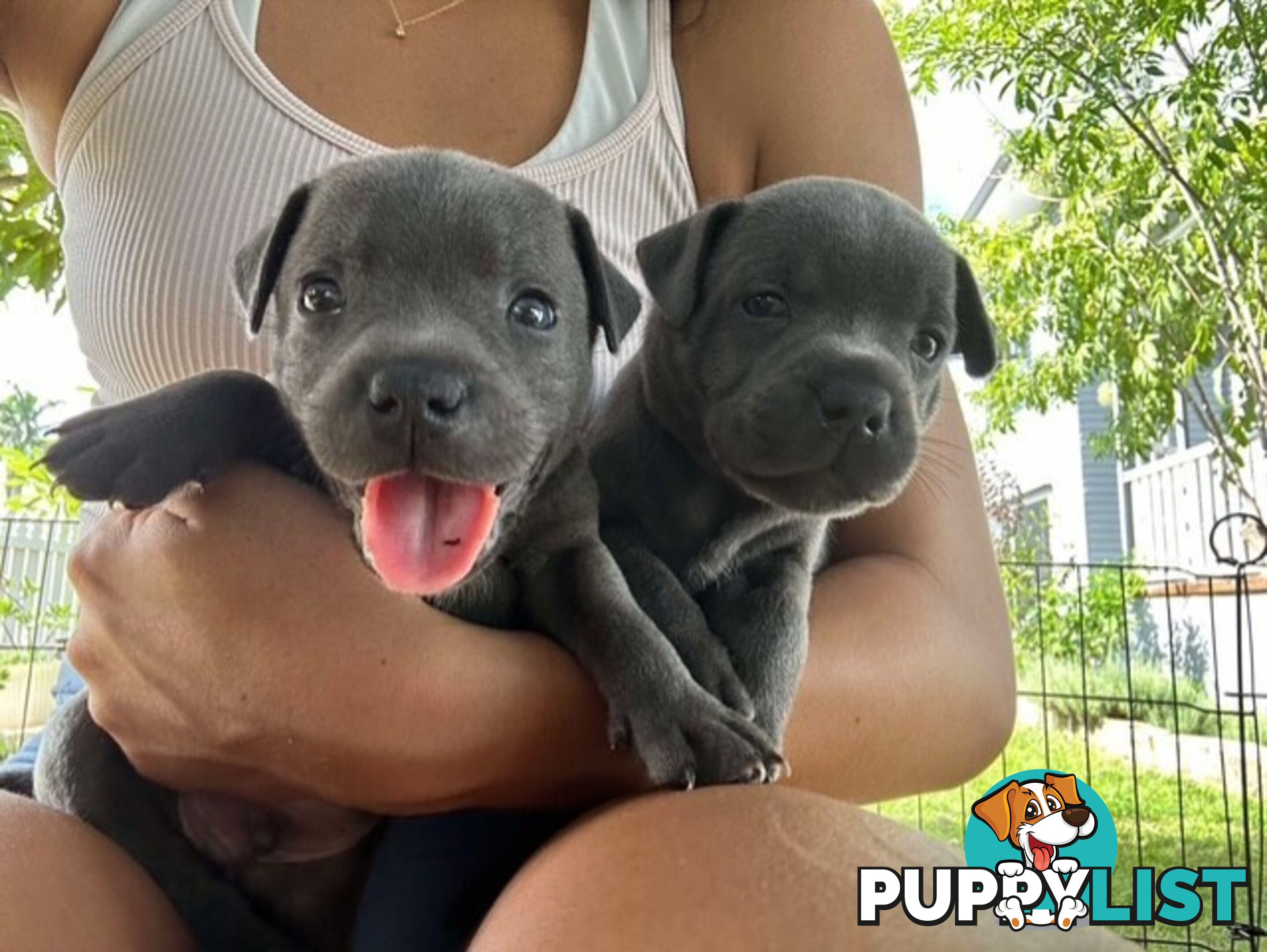 Pure Breed Blue Staffy