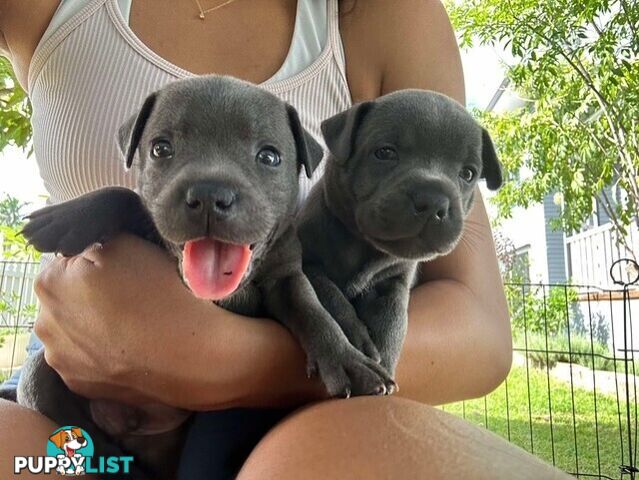 Pure Breed Blue Staffy