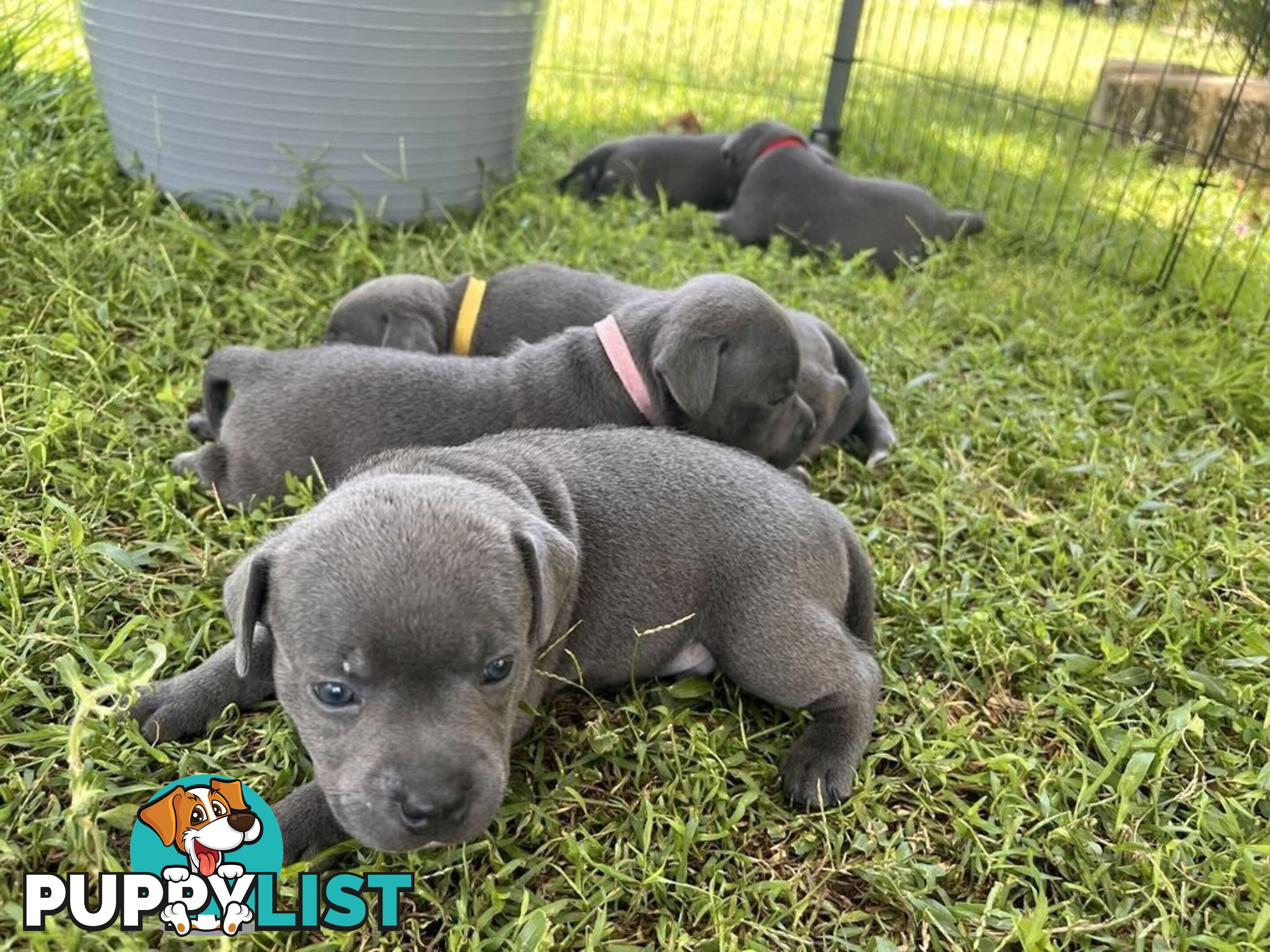 Pure Breed Blue Staffy