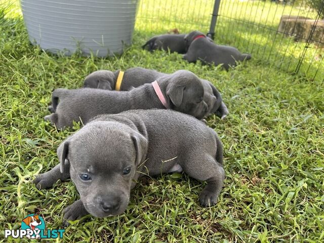 Pure Breed Blue Staffy