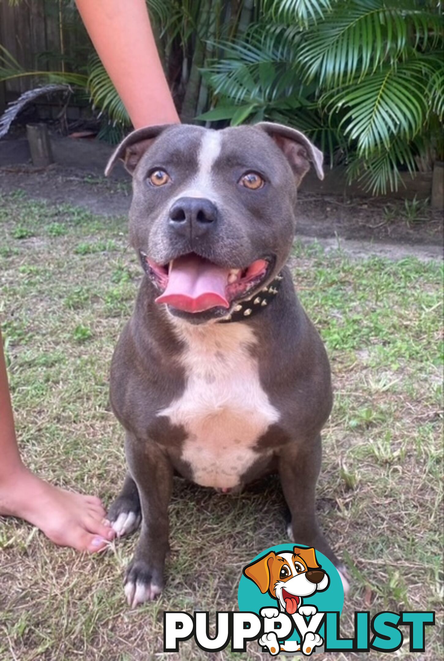 Pure Breed Blue Staffy