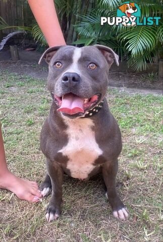 Pure Breed Blue Staffy