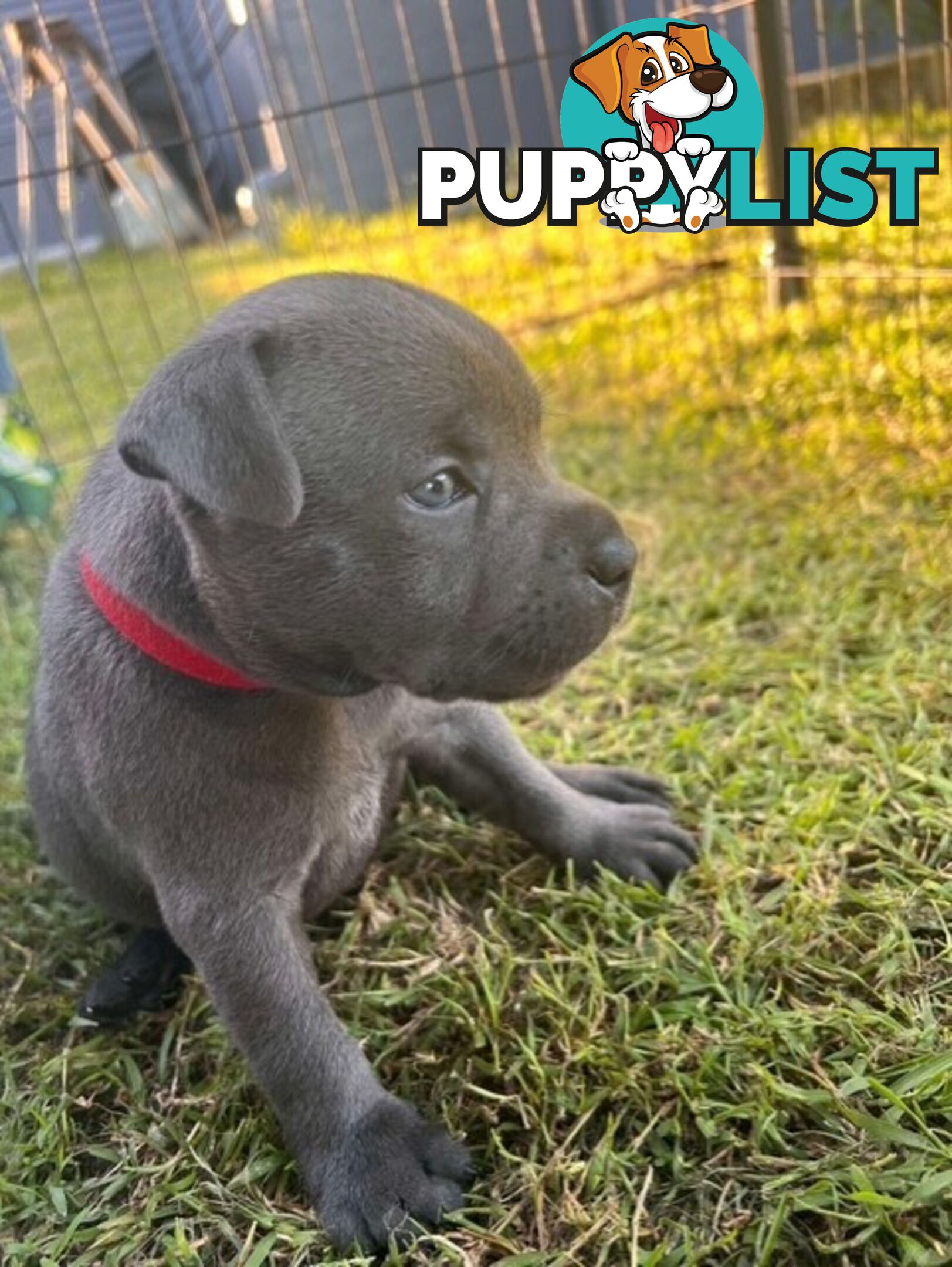 Pure Breed Blue Staffy