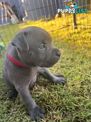 Pure Breed Blue Staffy