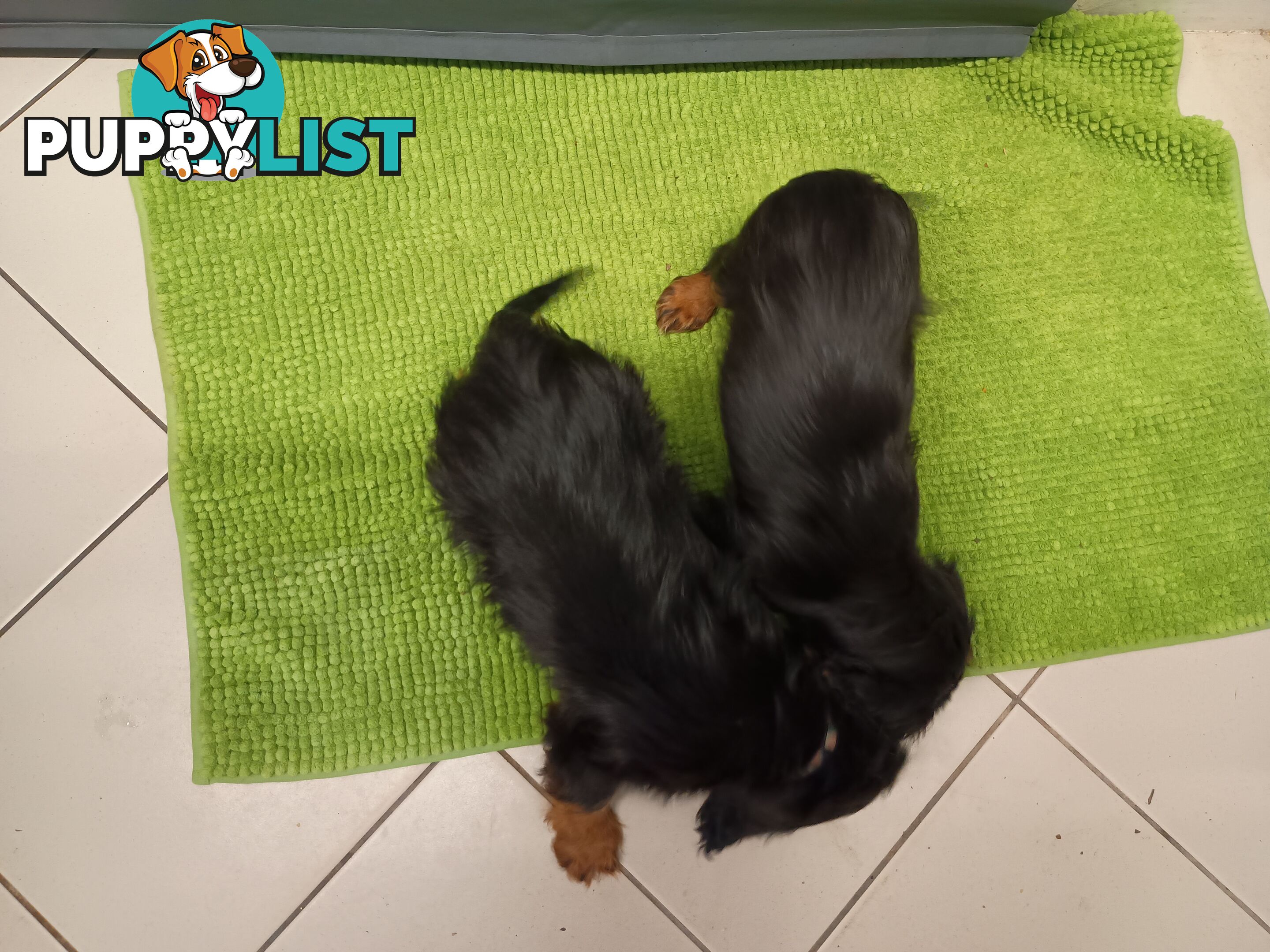 Cavalier King Charles Spaniel