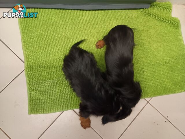 Cavalier King Charles Spaniel