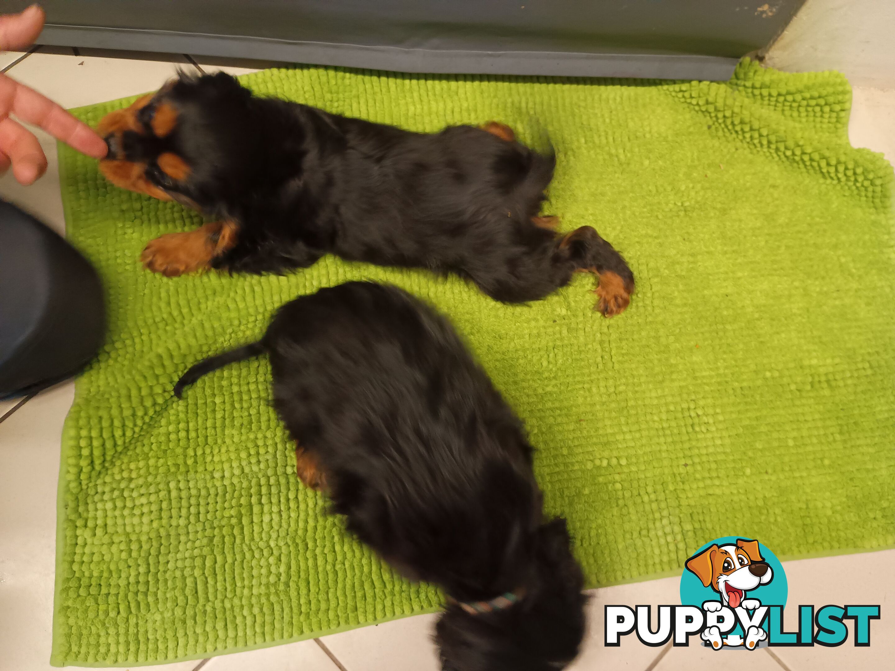 Cavalier King Charles Spaniel