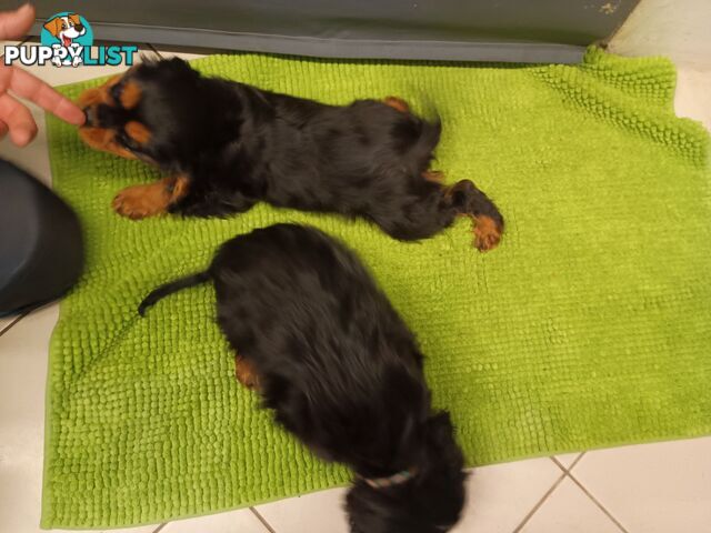 Cavalier King Charles Spaniel