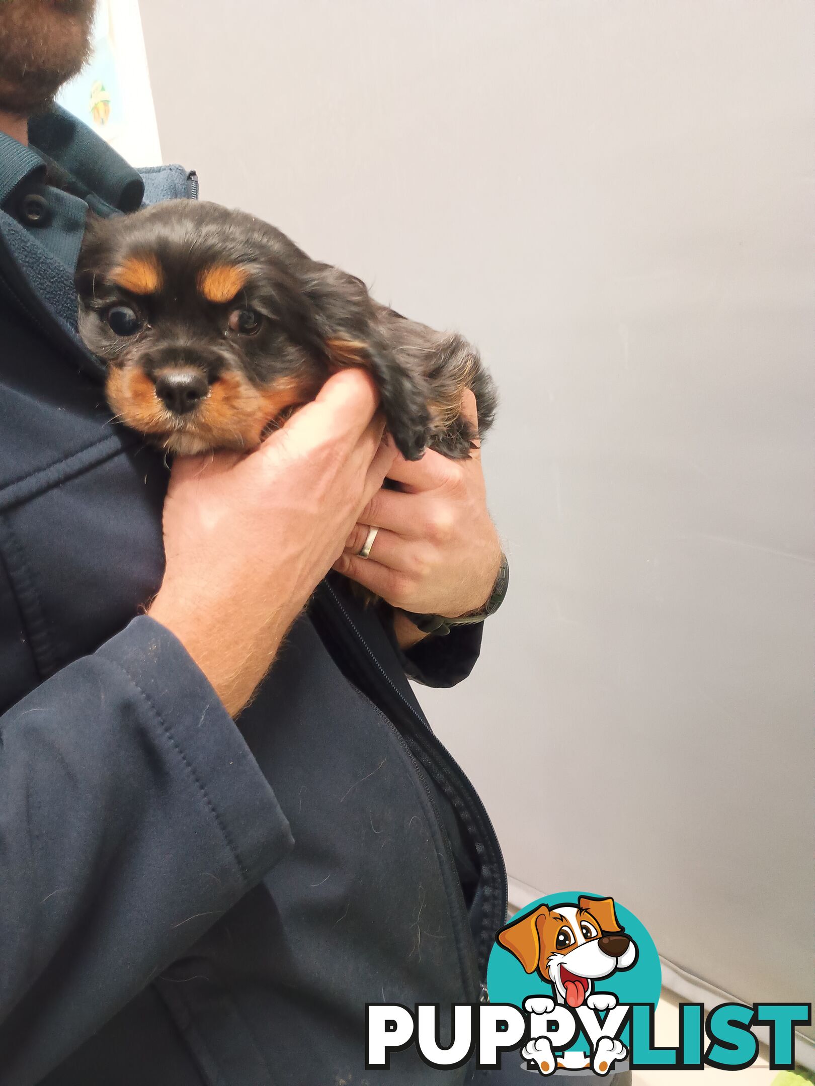 Cavalier King Charles Spaniel