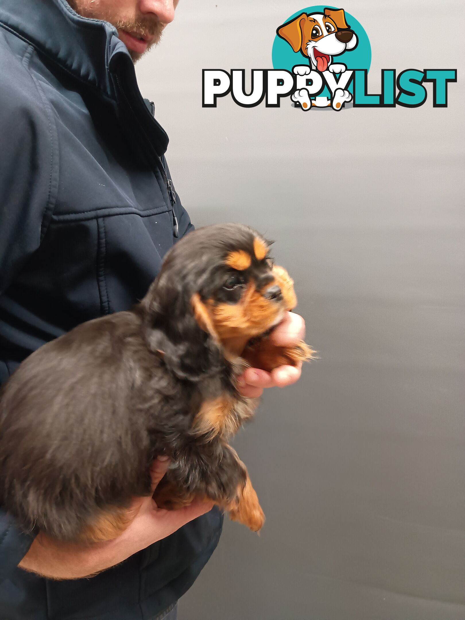 Cavalier King Charles Spaniel