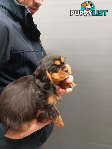 Cavalier King Charles Spaniel